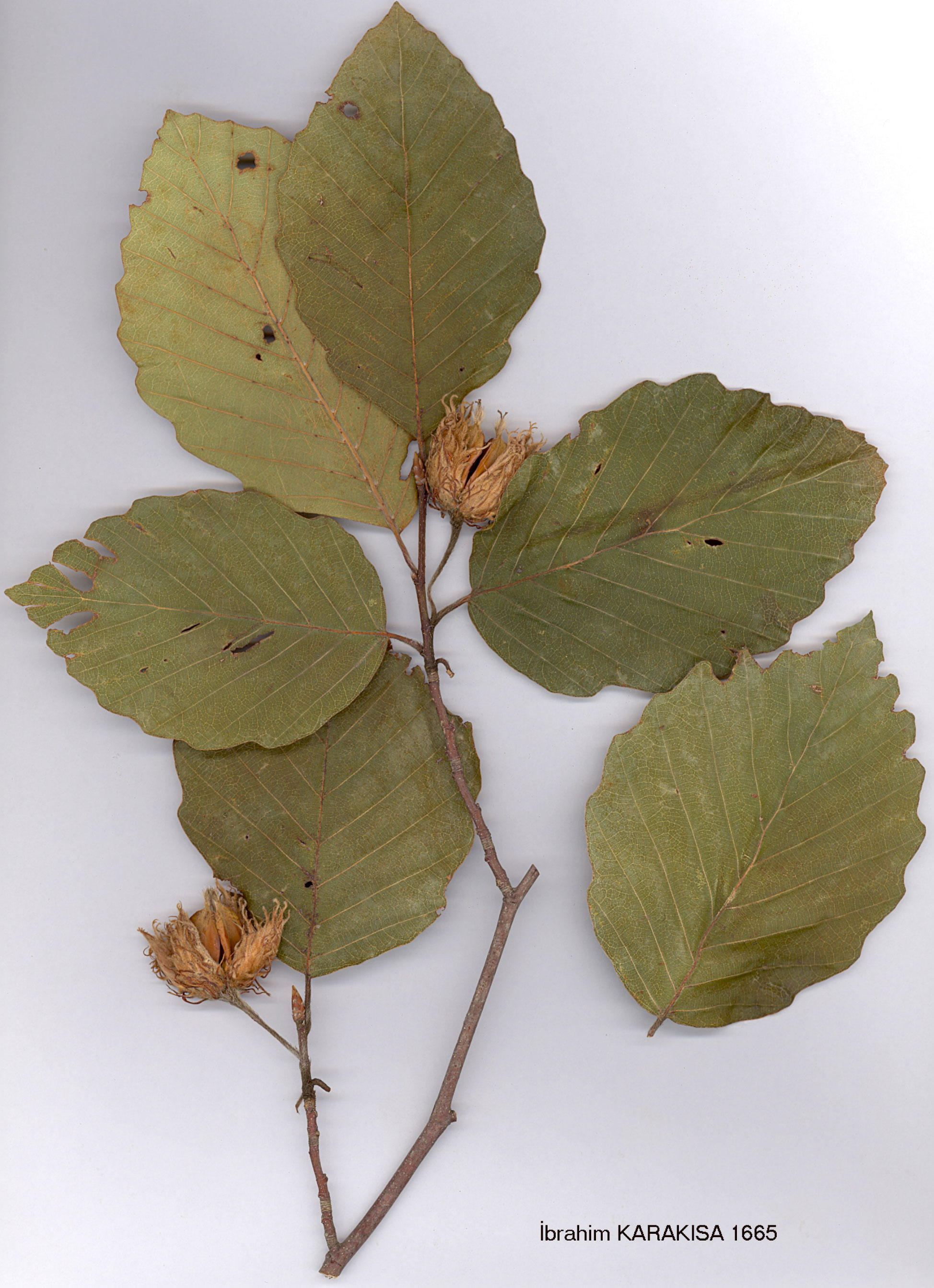 معرفی و راهنمای پرورش درختان زینتی - راش